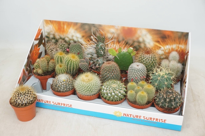 <h4>CACTUS GEM</h4>