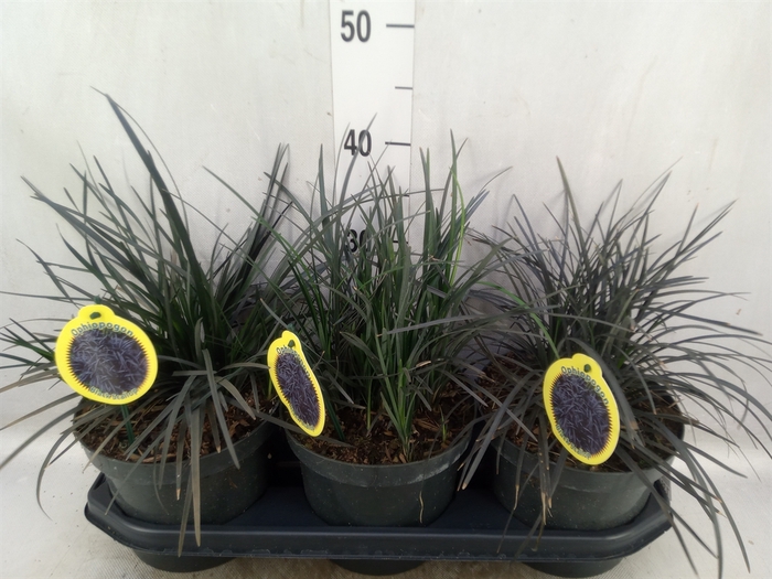 <h4>Ophiopogon planiscapus 'Niger'</h4>