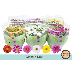 Chrysant Mix