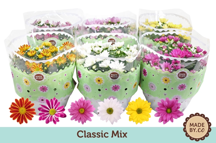<h4>Chrysant Mix</h4>