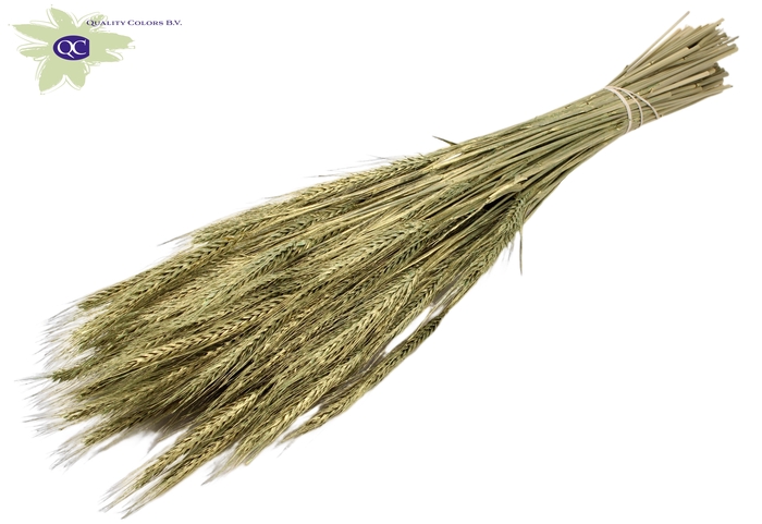 Triticale per bunch Antique Green