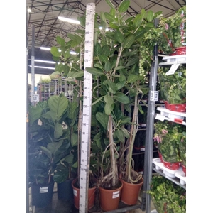 Ficus benghalensis 'Audrey'