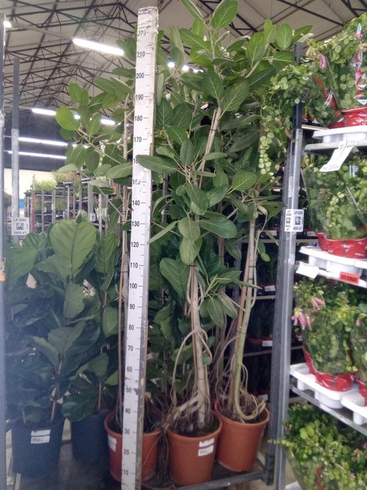 <h4>Ficus benghalensis 'Audrey'</h4>