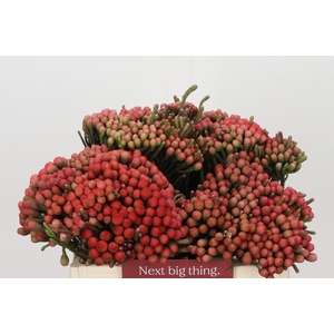 Kaaps Groen Red Brunia XL