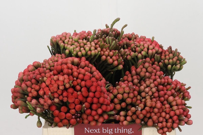 <h4>Kaaps Groen Red Brunia XL</h4>