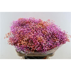 GYPS PA. DISCO MALIBU H%*