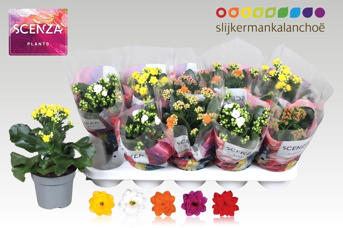 <h4>KAL GE GEM 5 KL</h4>