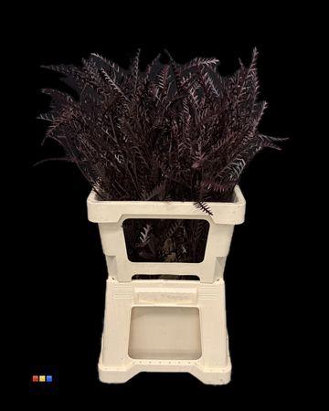 <h4>Grevillea Ivanhoe Aubergine</h4>