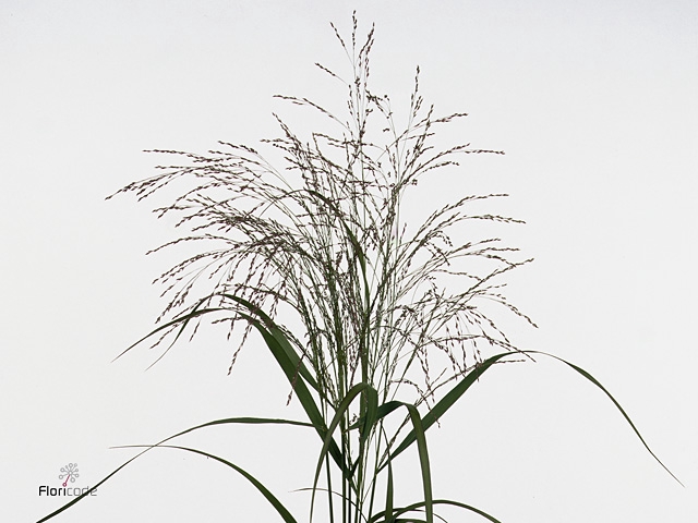 Panicum Warrior