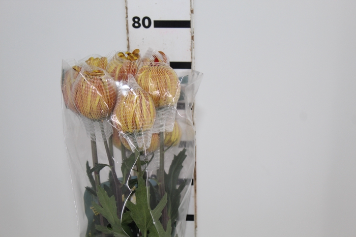 <h4>ANASTASIA DARK FUEGO 080 CM</h4>