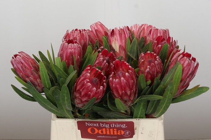 <h4>Protea Lancelot</h4>