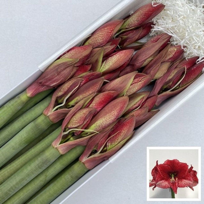 <h4>Hippeastrum maestro</h4>