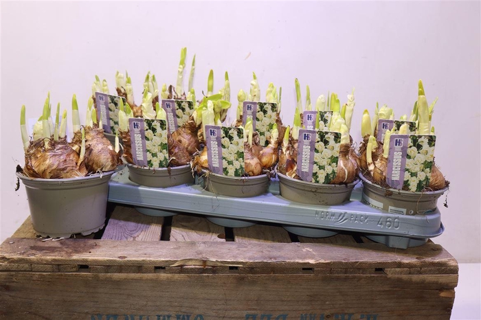 <h4>Narc D Bridal Crown</h4>