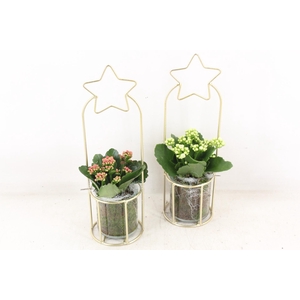 arr2 PL - Glas pot Gold ster frame