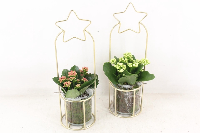 <h4>arr2 PL - Glas pot Gold ster frame</h4>