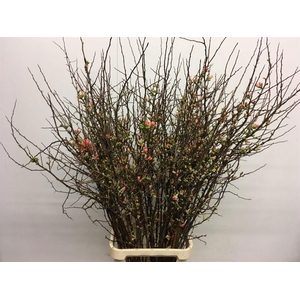 CHAENOMELES SUPERBA