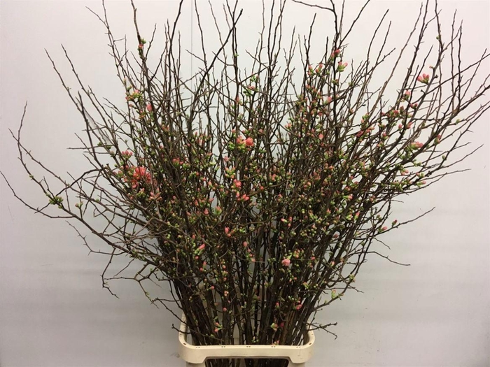 <h4>CHAENOMELES SUPERBA</h4>