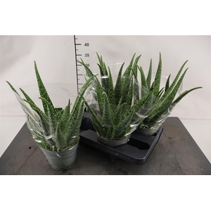 Aloe Vera 14 Cm. Pot