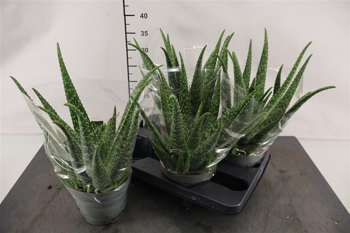 <h4>Aloe Vera 14 Cm. Pot</h4>