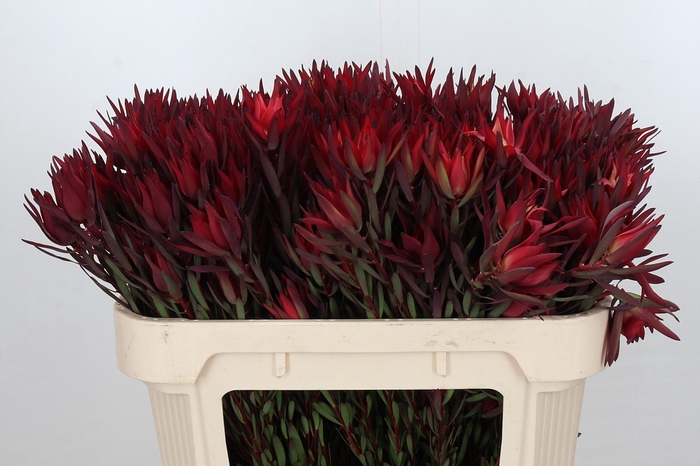 Leucadendron Blush Spray