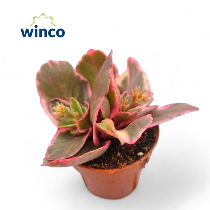 <h4>Kalanchoe Variegata Multicolor</h4>