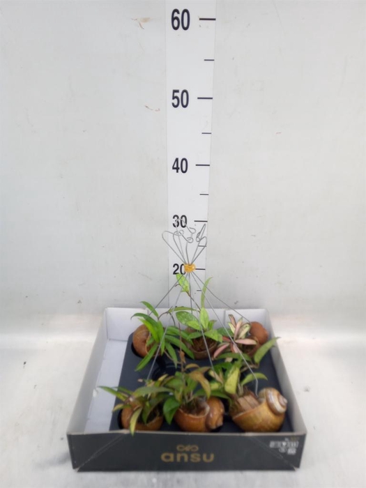 <h4>Hoya   ...mix</h4>