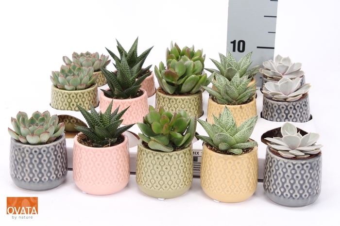 <h4>SUCC GEM 5 SRT</h4>