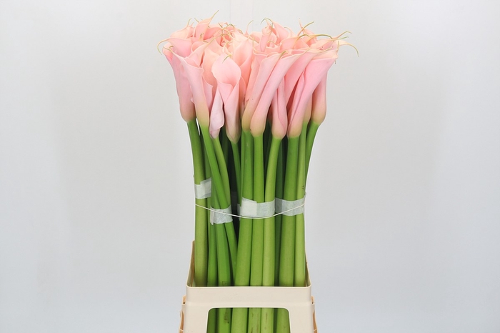 <h4>Zantedeschia Eydolls Salmon</h4>
