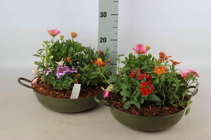 <h4>ARR TUINPLANTEN</h4>