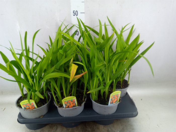 <h4>Crocosmia croc. 'Emily Mckenzie'</h4>