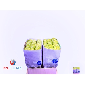 R GR LEMONADE