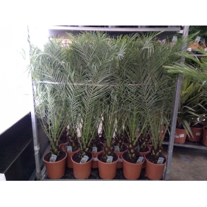 Phoenix roebelenii