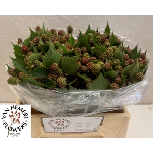 RUBUS FR CHESTER
