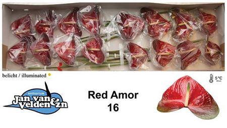 <h4>Anth A Red Amor</h4>