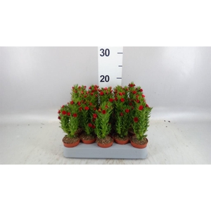 Austrocylindropuntia subulata