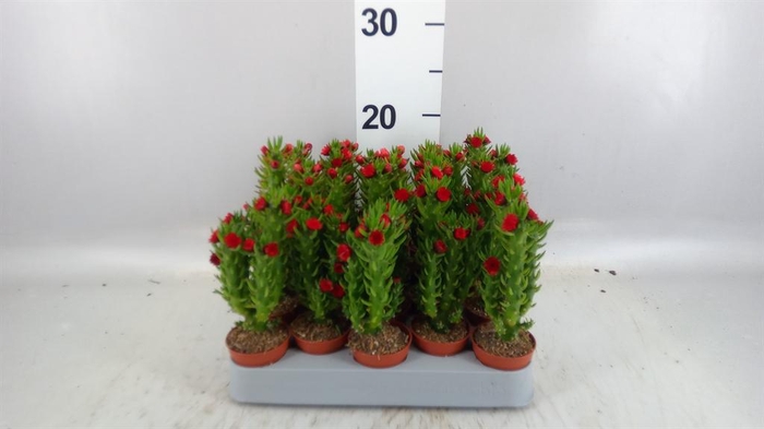 <h4>Austrocylindropuntia subulata</h4>