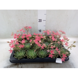 Graptopetalum tacitus