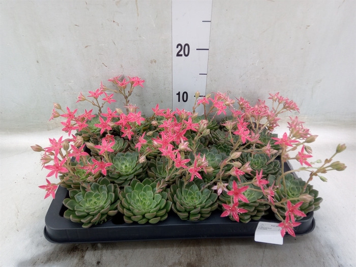 <h4>Graptopetalum tacitus</h4>