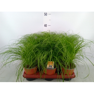 Cyperus alternifolius 'Zumula'