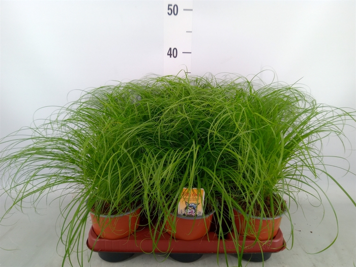 <h4>Cyperus alternifolius 'Zumula'</h4>