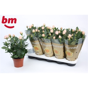 Rosa Light Pink Beau Monde (12 cm)