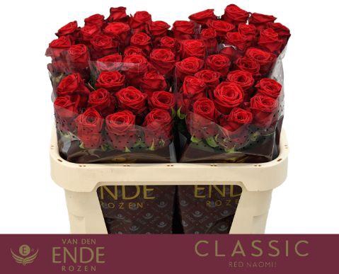 <h4>R GR RED NAOMI! CLASSIC 70cm</h4>