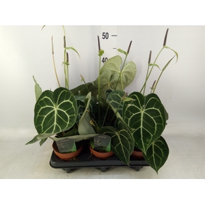 Anthurium clarinervium