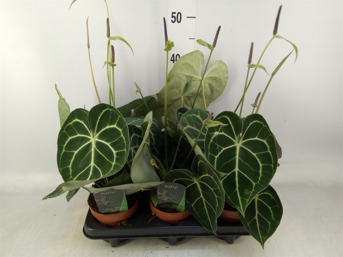 <h4>Anthurium clarinervium</h4>