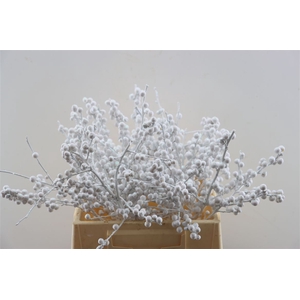 Ilex Kbh White + Glitter 40cm Stem