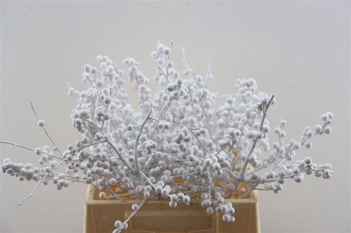 <h4>Ilex Kbh White + Glitter 40cm Stem</h4>