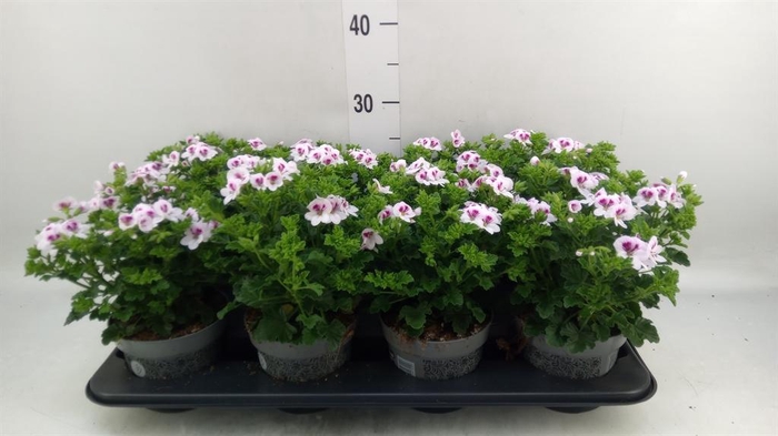 <h4>Pelargonium gran.   ..</h4>