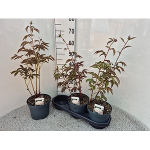 PAEONIA L SHIR TEMPL