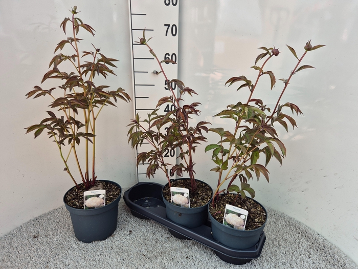 <h4>PAEONIA L SHIR TEMPL</h4>