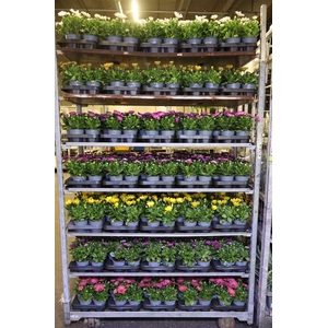 Osteo Mixk 1 Kleur Per Tray